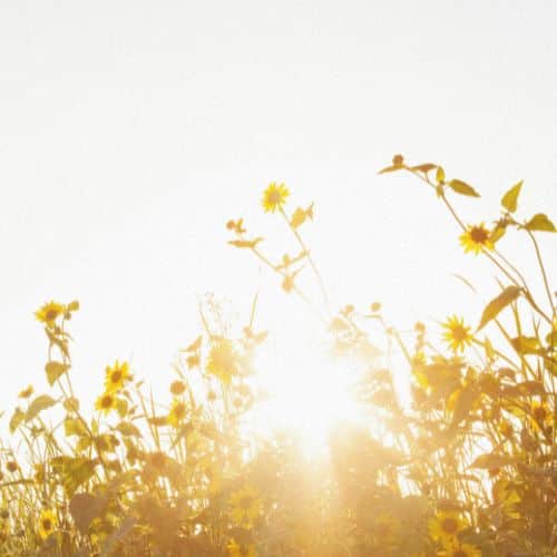 Audrey Mougenot - Soleil